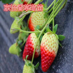 地栽红玉草莓苗厂家 丰台新闻详情